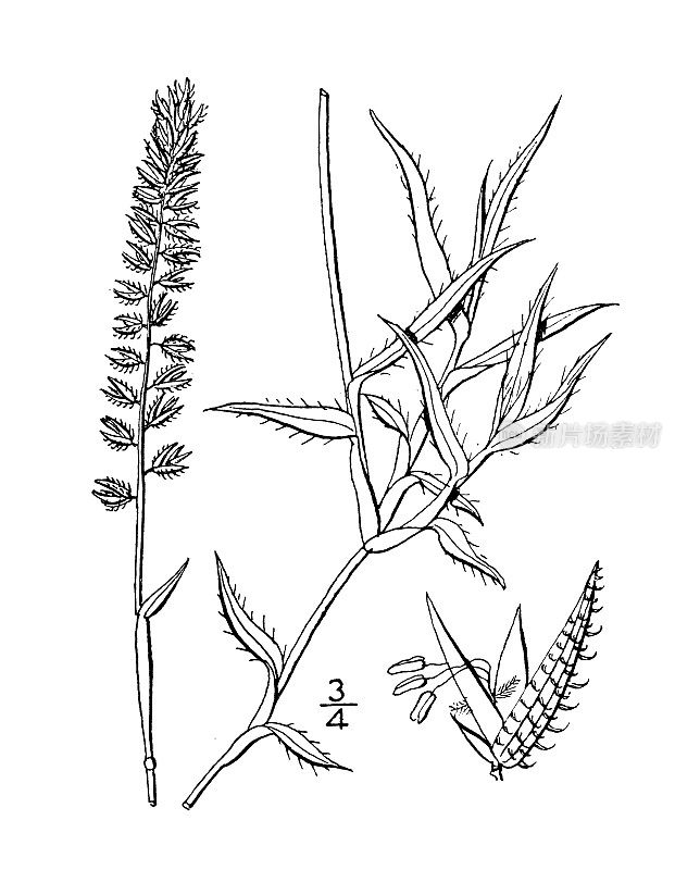 古植物学植物插图:总状Nazia racemosa，刺草